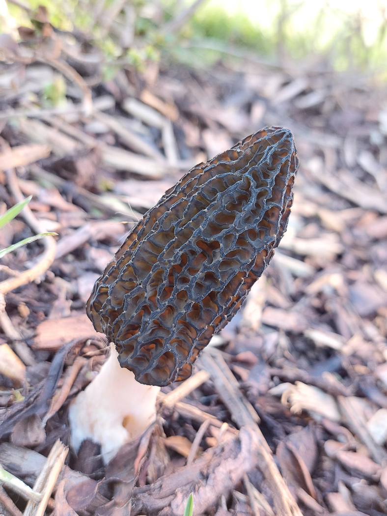 Photo © Jesper Launder Morchella cf. elata by Jesper Launder